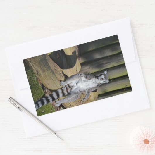 Ring Tailed Lemur Drusillas Park Rechthoekige Sticker (Envelop)