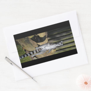 Ring Tailed Lemur Drusillas Park Rechthoekige Sticker