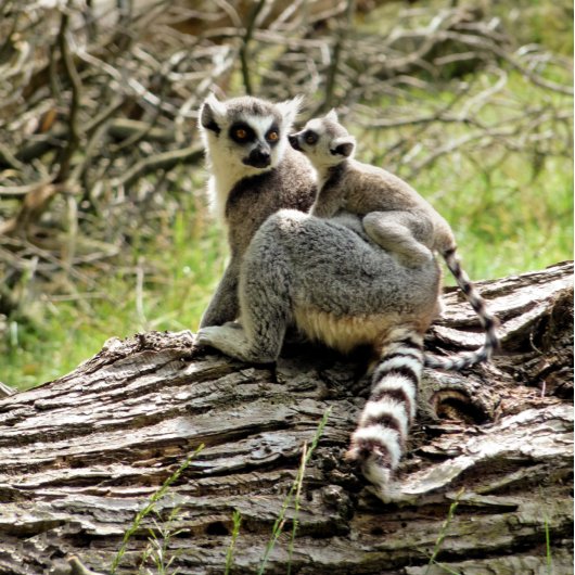 RING-TAILED LEMUR SLEUTELHANGER