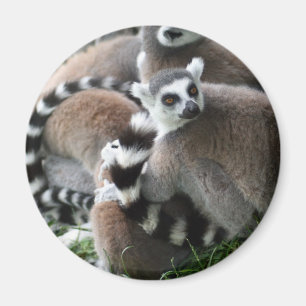 Ring Tailed Lemurs Magnet Magneet