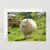 Ring van Kerry Sheep Briefkaart (Voorkant / Achterkant)