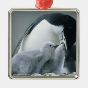 Ringbandpinguïns, Pygoscelis antarctica), Metalen Ornament