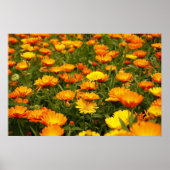 Ringelblume Poster (Voorkant)