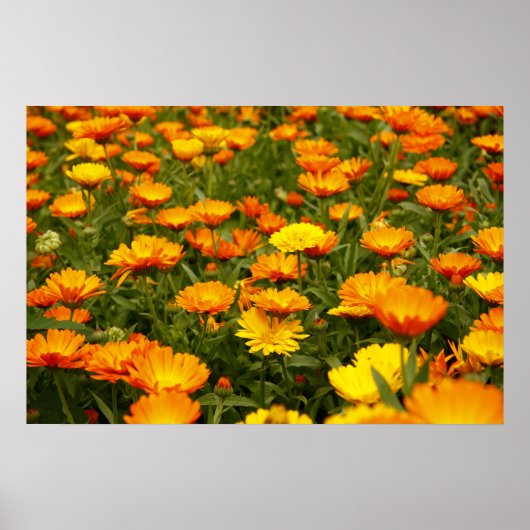 Ringelblume Poster (Voorkant)