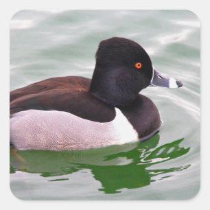 Ringhals eend vierkante sticker