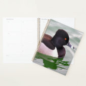 Ringhalsfuut Planner (Display)