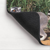 Ringlemuren (Lemur Catta), Berenty Muismat (Hoek)