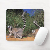 Ringlemuren (Lemur Catta), Berenty Muismat (Met muis)