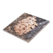 ringless honey paddenstoelen tegeltje (Zijkant)