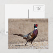 Ringnecked fazant briefkaart (Voorkant / Achterkant)