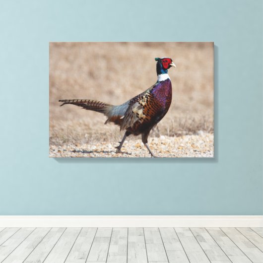 Ringnecked fazant canvas afdruk (Insitu (Houten vloer))