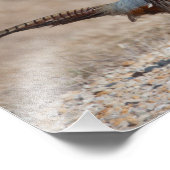 Ringnecked fazant foto afdruk (Hoek)