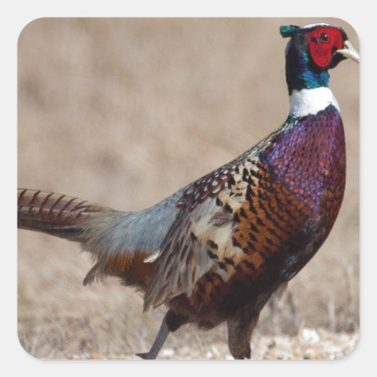 Ringnecked fazant vierkante sticker (Voorkant)
