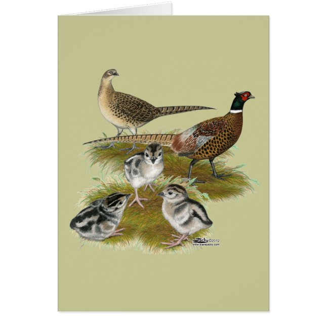 Ringnek Pheasant Familie (Voorkant)