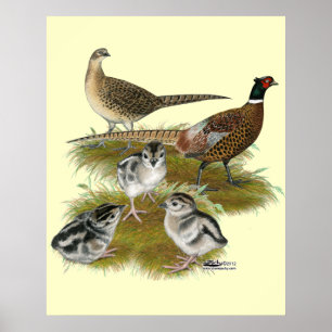 Ringnek Pheasant Family Poster