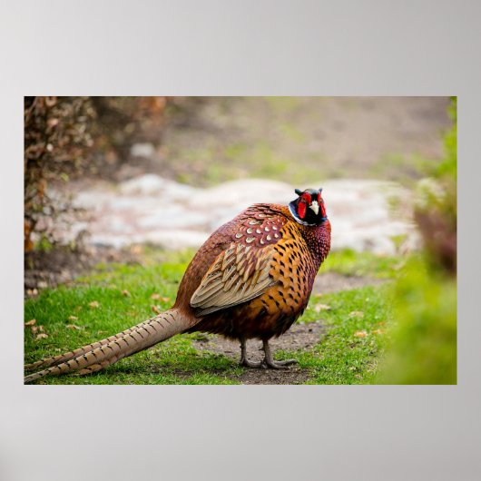 Ringnek Pheasant Poster (Voorkant)