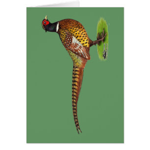 Ringnek Pheasant Rooster