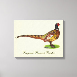 Ringnek Pheasant Rooster Canvas Afdruk