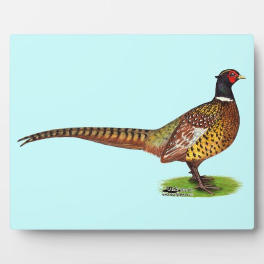 Ringnek Pheasant Rooster Fotoplaat (Voorkant)