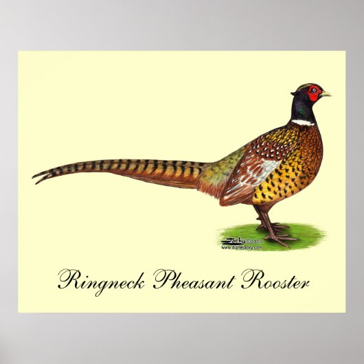 Ringnek Pheasant Rooster Poster (Voorkant)