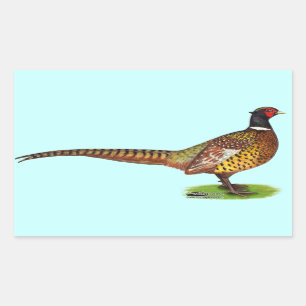 Ringnek Pheasant Rooster Rechthoekige Sticker
