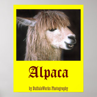 Ringo het Poster van Alpaca