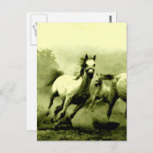 Ringpaarden Briefkaart (Voorkant / Achterkant)