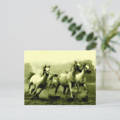 Ringpaarden Briefkaart (Staand voorkant)