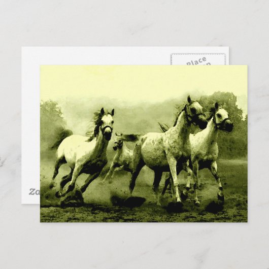 Ringpaarden Briefkaart (Voorkant / Achterkant)