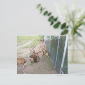 ringrendier briefkaart (Staand voorkant)