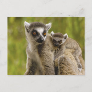 Ringstaartcitroenen (Lemur catta) Moeder en baby. Briefkaart