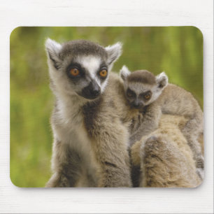 Ringstaartcitroenen (Lemur catta) Moeder en baby. Muismat