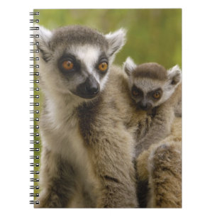 Ringstaartcitroenen (Lemur catta) Moeder en baby. Notitieboek
