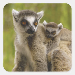 Ringstaartcitroenen (Lemur catta) Moeder en baby. Vierkante Sticker