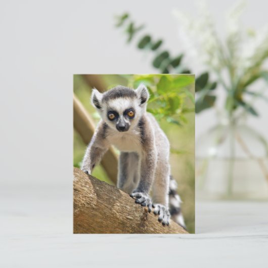 Ringstaartcitroenstaart Briefkaart (Staand voorkant)