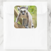 Ringstaartcitroenstaart Vierkante Sticker (Tas)