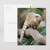 Ringstaartcoati op bijkantoor briefkaart (Voorkant / Achterkant)