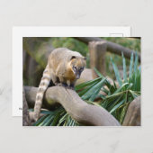 Ringstaartcoati op bijkantoor briefkaart (Voorkant / Achterkant)