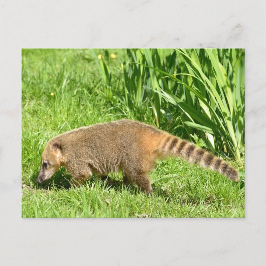 Ringstaartcoati op gras briefkaart (Voorkant)