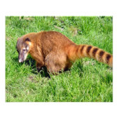 Ringstaartcoati op gras foto afdruk (Voorkant)