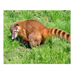 Ringstaartcoati op gras foto afdruk