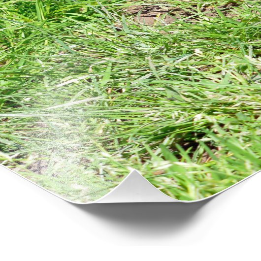 Ringstaartcoati op gras foto afdruk (Hoek)