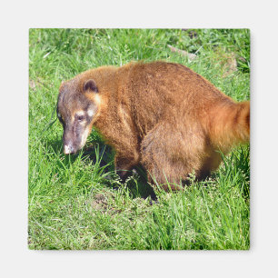 Ringstaartcoati op gras magneet
