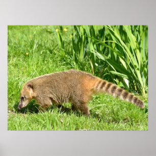 Ringstaartcoati op gras poster