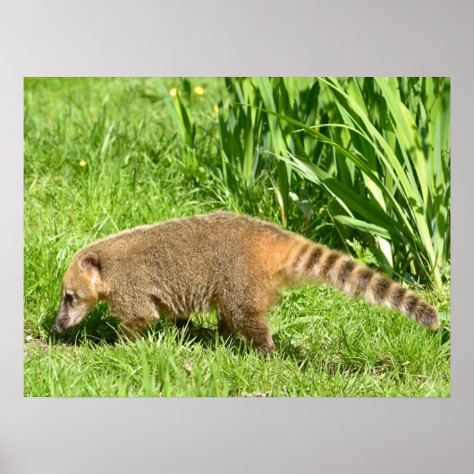Ringstaartcoati op gras poster (Voorkant)