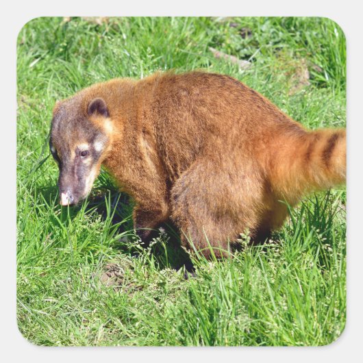Ringstaartcoati op gras vierkante sticker (Voorkant)