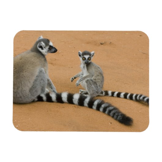 Ringstaarten, (Lemur catta), Berenty Magneet (Horizontaal)