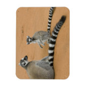 Ringstaarten, (Lemur catta), Berenty Magneet (Verticaal)