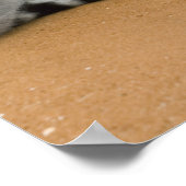 Ringstaarten, (Lemur catta), Berenty Poster (Hoek)