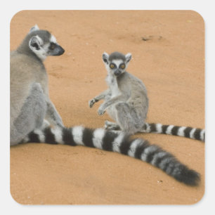 Ringstaarten, (Lemur catta), Berenty Vierkante Sticker